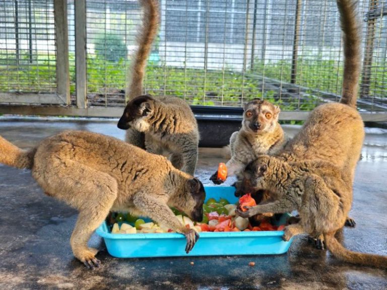 Nearly 1,000 endangered animals repatriated to Madagascar in anti-trafficking landmark