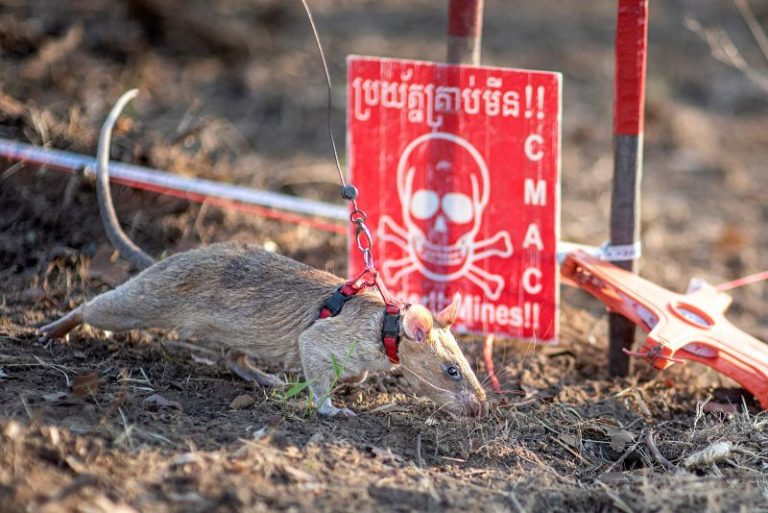 Super Rat: the record-setting rodent sniffing out landmines and saving lives